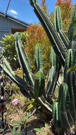 Pitaya