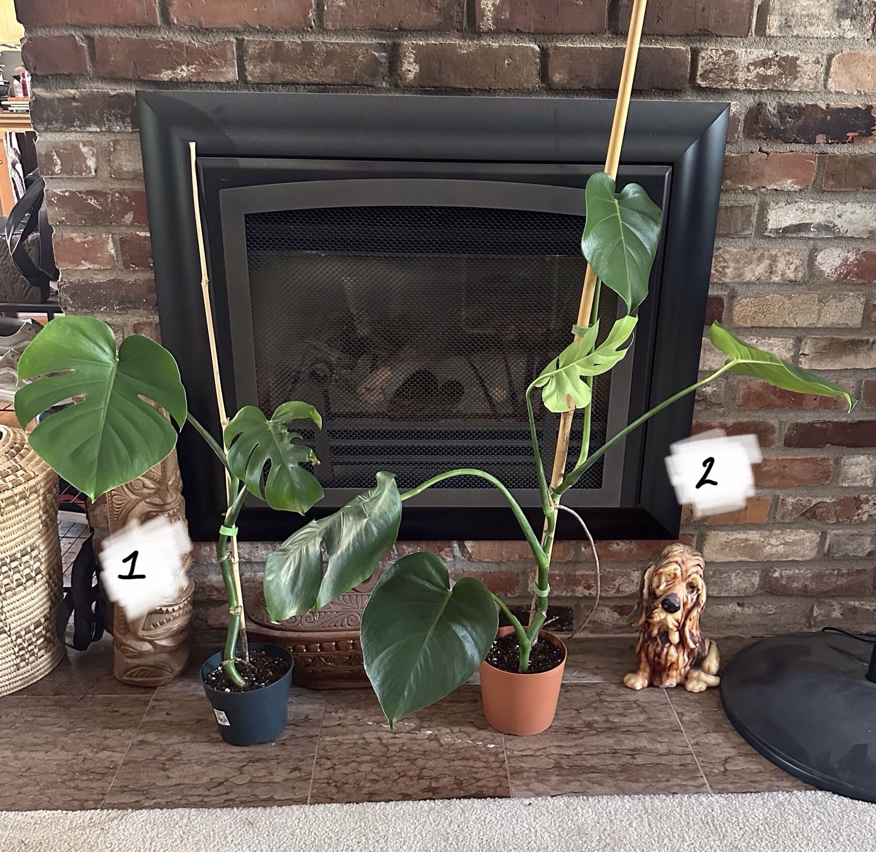 Plants For Sale - Prices In Description