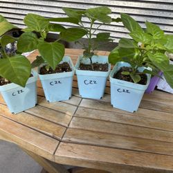 C22 White Superhot Pepper Plants