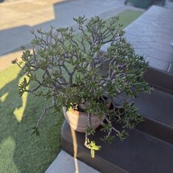Large Outdoor Plant