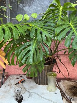 Super big monstera
