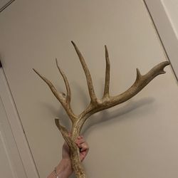 Two Good Sized Whitetail Sheds