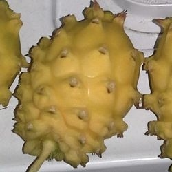 Yellow Dragon Fruit