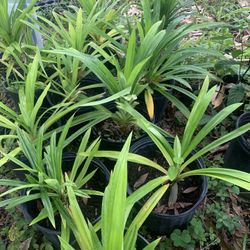 Pandan Plant