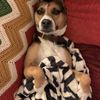 PJ