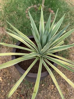 Yucca Plant