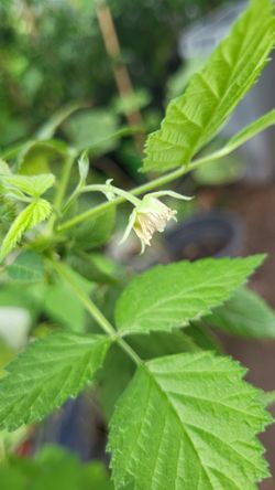 Raspberry plant 🪴
