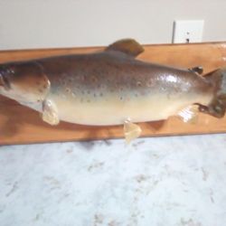 Mounted Brown Trout