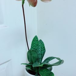 Paphiopedilum Orchid / Lovely Lady Slipper Orchid With Ceramic Pot 