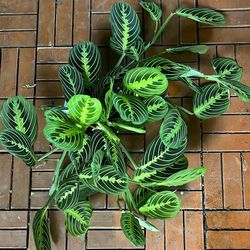 Lemon Lime Prayer Plant 