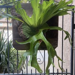 Huge Superbum Staghorn