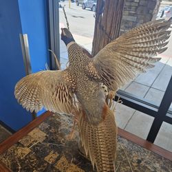 Taxidermy Pheasant In Great Shape 