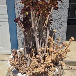 Variety of potted plants