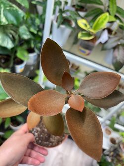 Kalanchoe Copper Spoon /Money Tree 🌴