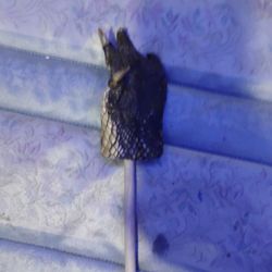 Reptile Hand On A Stick
