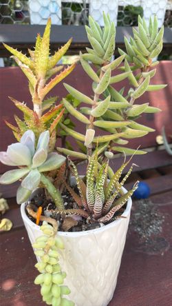 Mother’s Day succulent.  6” ceramic