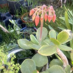 Very Nice Succulent For Garden 