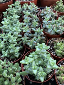 String Of Buttons