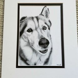 Realistic Graphite Pencil Drawing, Printed And Matted, Size 8x10, Dog- Husky 