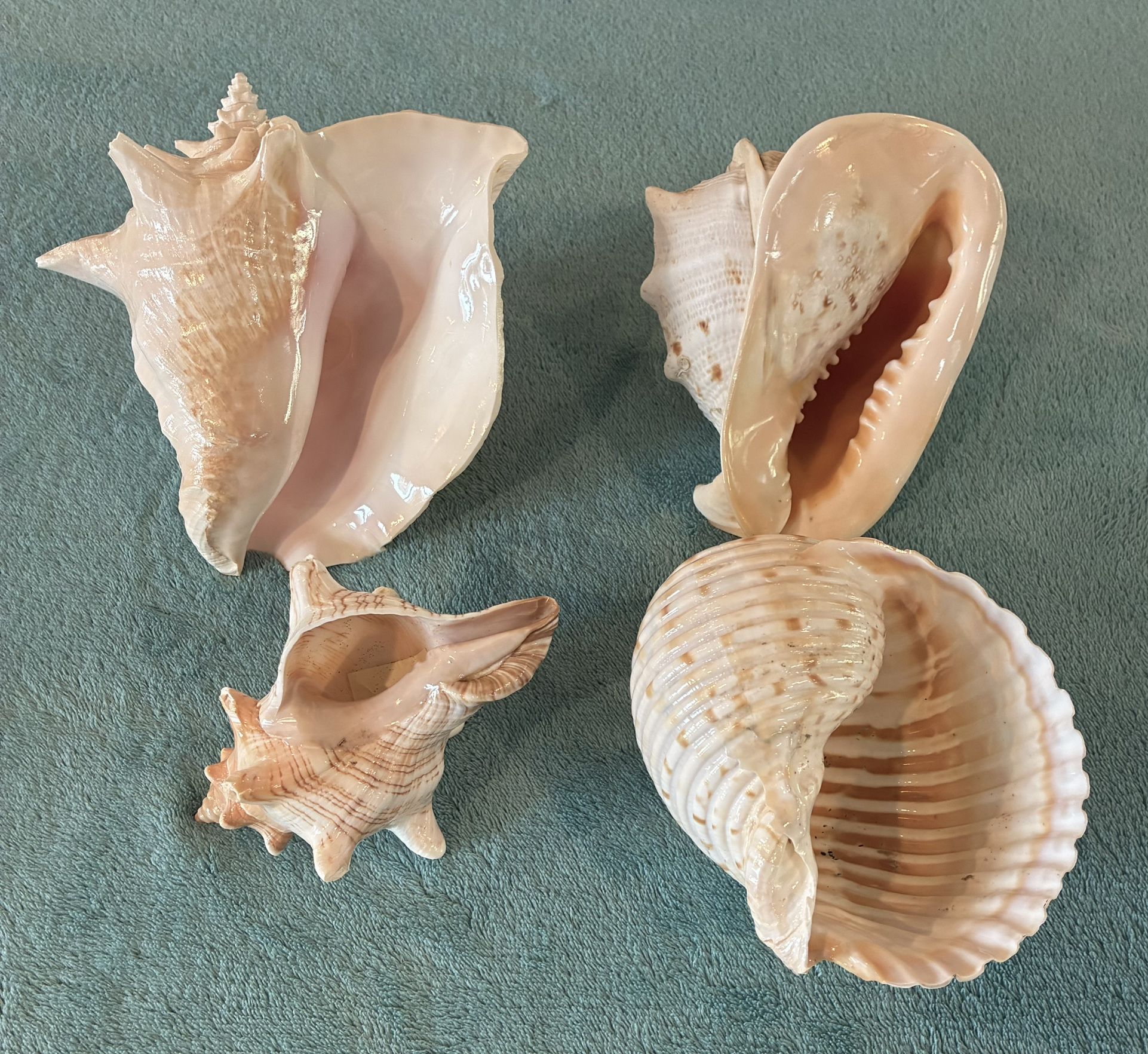 Collection of 4 Large Seashells: Queen Conch, Helmet, & Tonnidae Shells — Great Collector Shells &/or Decor Pieces