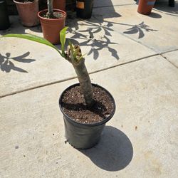 Plumeria /White Flower