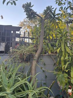 Madagascar palm tree