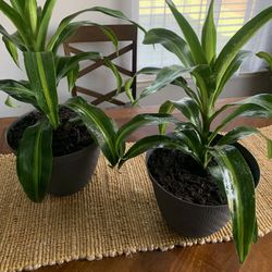 Two beautiful plants for inside!  