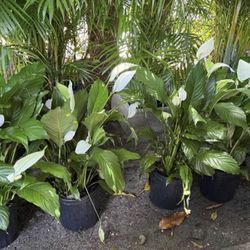 HOME PLANTS- SPECIAL PRICE PEACE LILY 3 GL