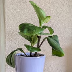 Healthy Beautiful Indoor Plant(Peperomia)