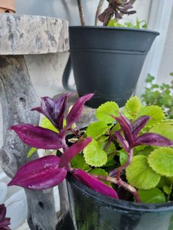 ORGANIC SWEDISH IVY AND PURPLE WANDERING JEW PLANTS.