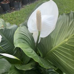 PEACE LILY PLANT ( Indoor And - Outdoor Full Shade)