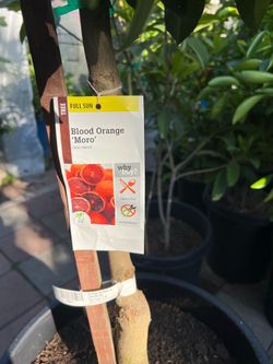 Big Moro blood orange trees