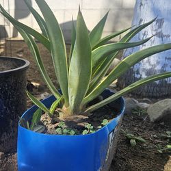 Agave plants