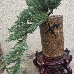 Bonsai Cascade Style Japanese Garden Juniper $65 Each Firm