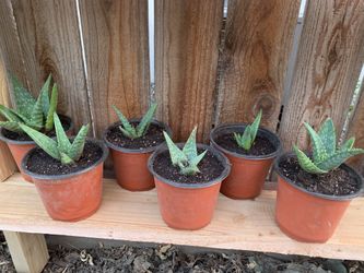 Aloe Vera plant