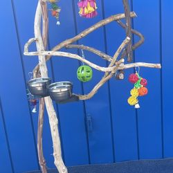 Cute And Simple Play Tree For Your Small Parrot … Cockatiel. Conure Or Ringneck Etc … Parrot Loved ❤️