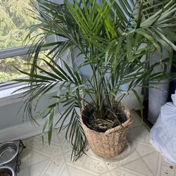 Big Indoor Plant. 