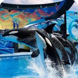 Seaworld Tickets