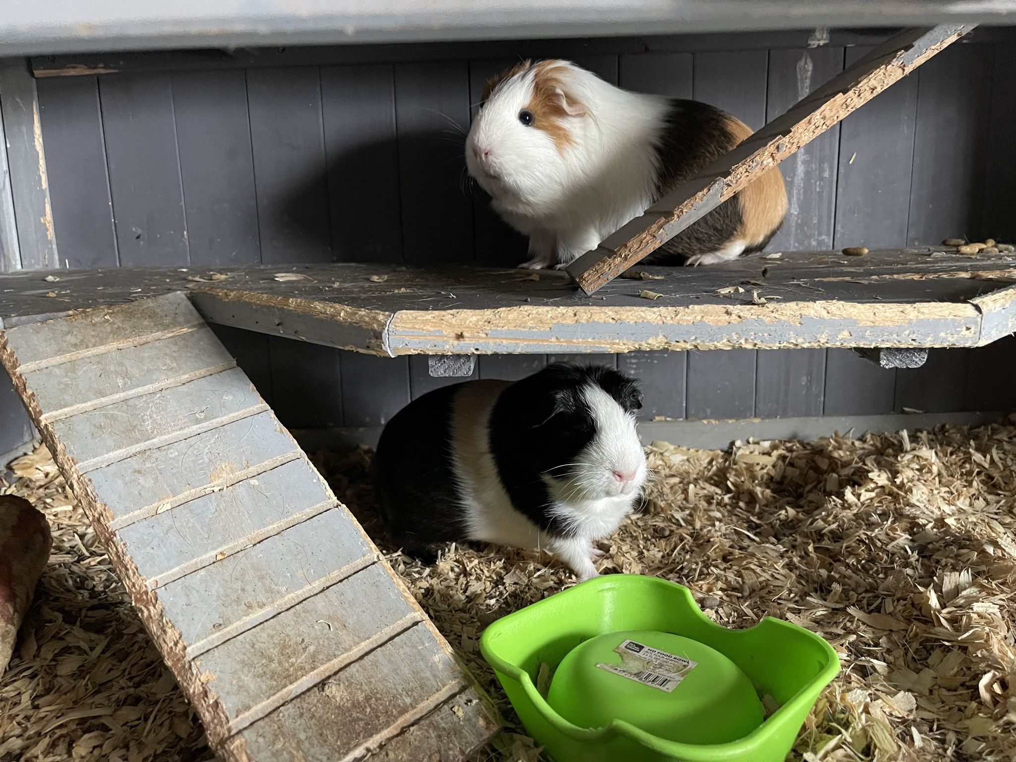 Guinea pigs 