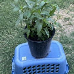 Mexican Petunias 