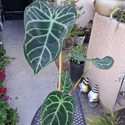 Anthurium REGALE Plant $48