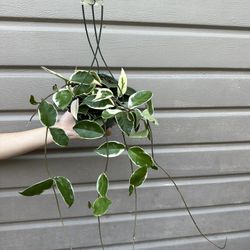 6” Hoya Queen Tricolor