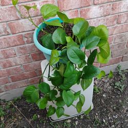 Photos Plant 