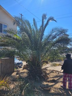 Palm Tree