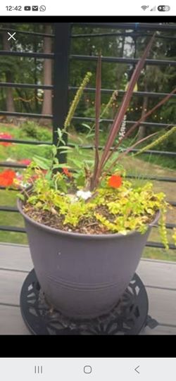 outdoor potted plants