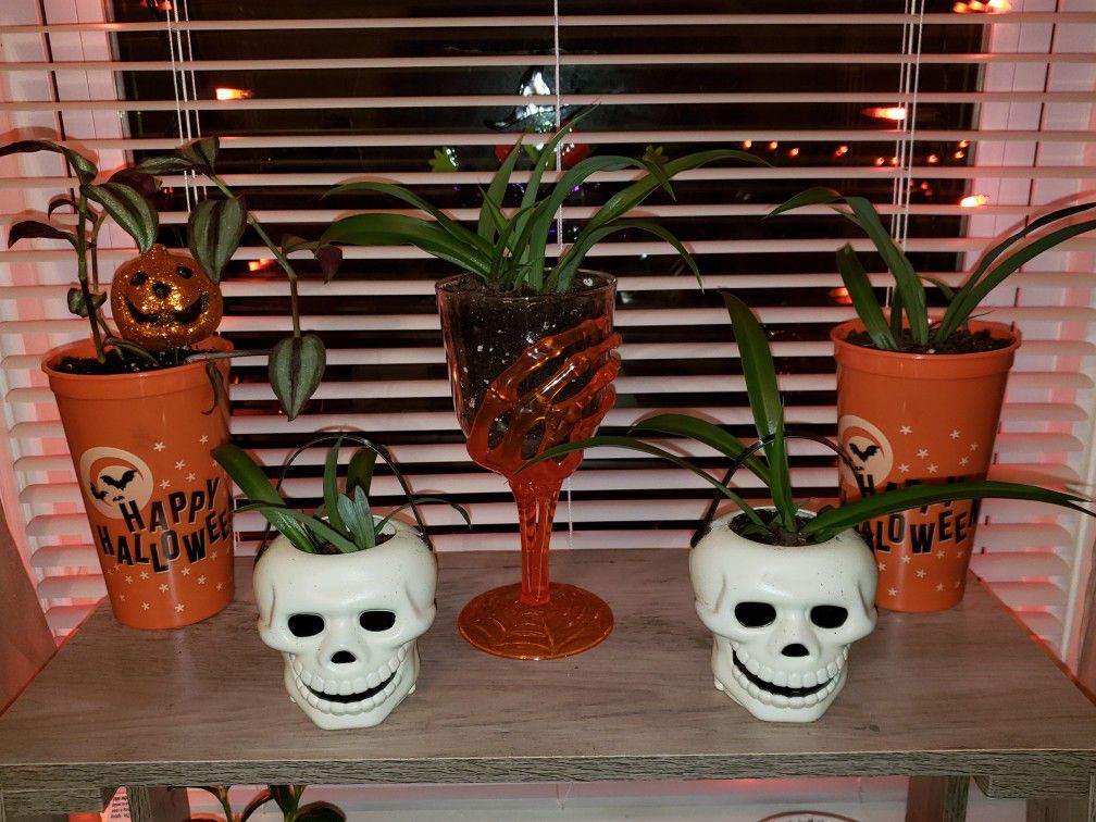 Halloween plants