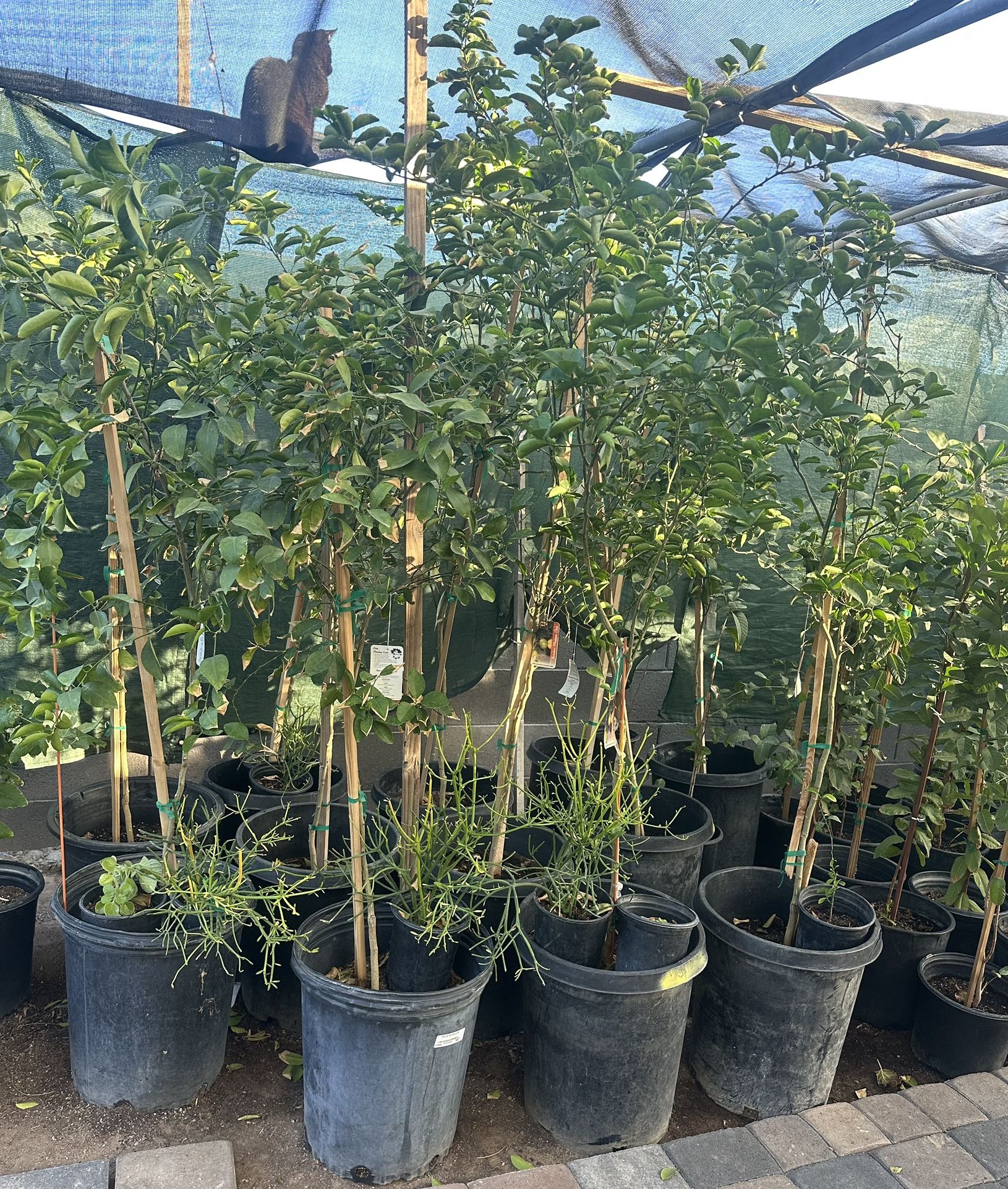 Mexican Lime Trees With Thorns and Thorns In 15 And 5 Gallons 6 1/2 And 5F The Tall $125 And $55 Eac