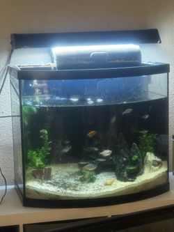 30 gallon bow front tank