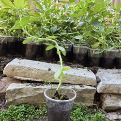 Fava Bean, $1.50 each, in 9 ounce cup. Or $40 for 30 beans. 