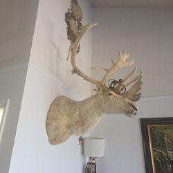 White Elk Head 